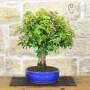 Bougainvillea sanderiana bonsai, plant h.40cm – Pollice
