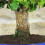 Bougainvillea sanderiana bonsai, plant h.40cm – Pollice