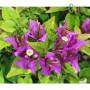 Bougainvillea sanderiana bonsai, plant h.40cm – Pollice