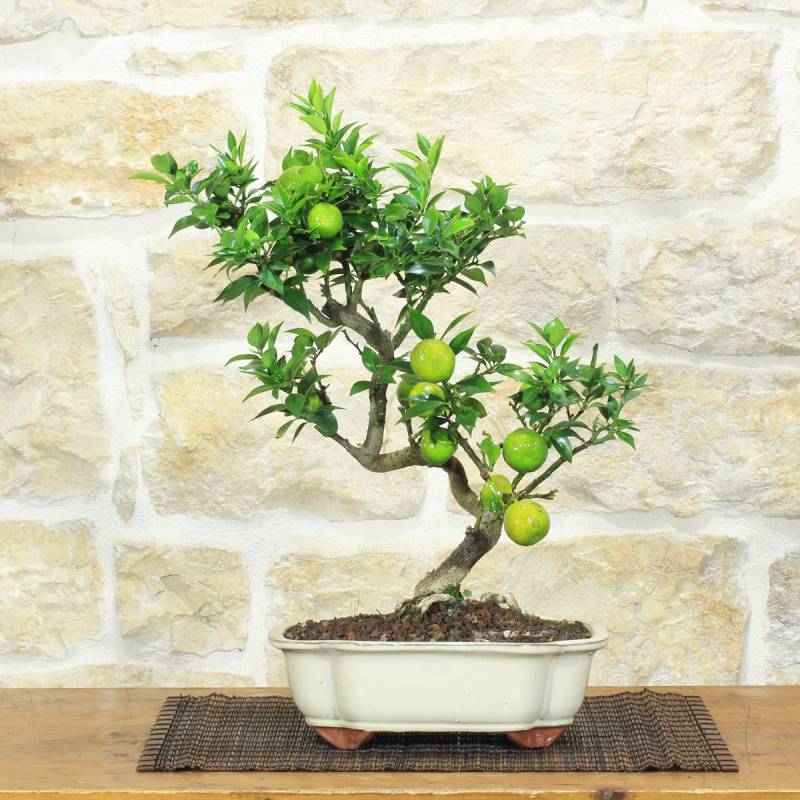 Chinotto-Bonsai mit Früchten, Pflanze 41 cm