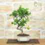 Chinotto-Bonsai mit Früchten, Pflanze 41 cm