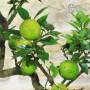 Chinotto-Bonsai mit Früchten, Pflanze 41 cm