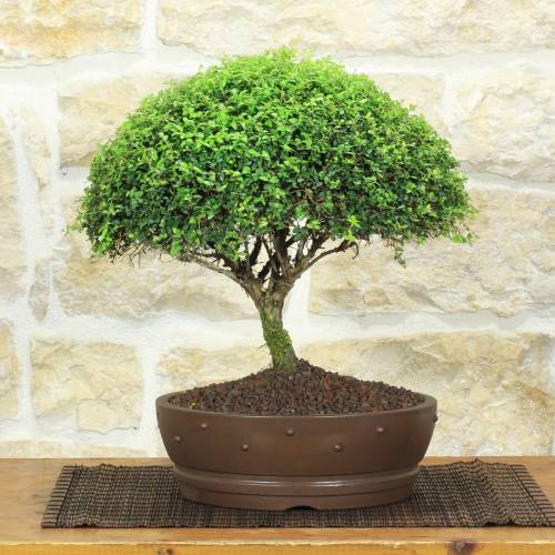 Lonicera bonsai h.31cm, stoneware pot – Pollice Verde Store