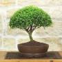 Bonsai Lonicera h.31cm, vaso gres – Pollice Verde Store