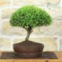 Bonsai Lonicera h.31cm, vaso gres – Pollice Verde Store