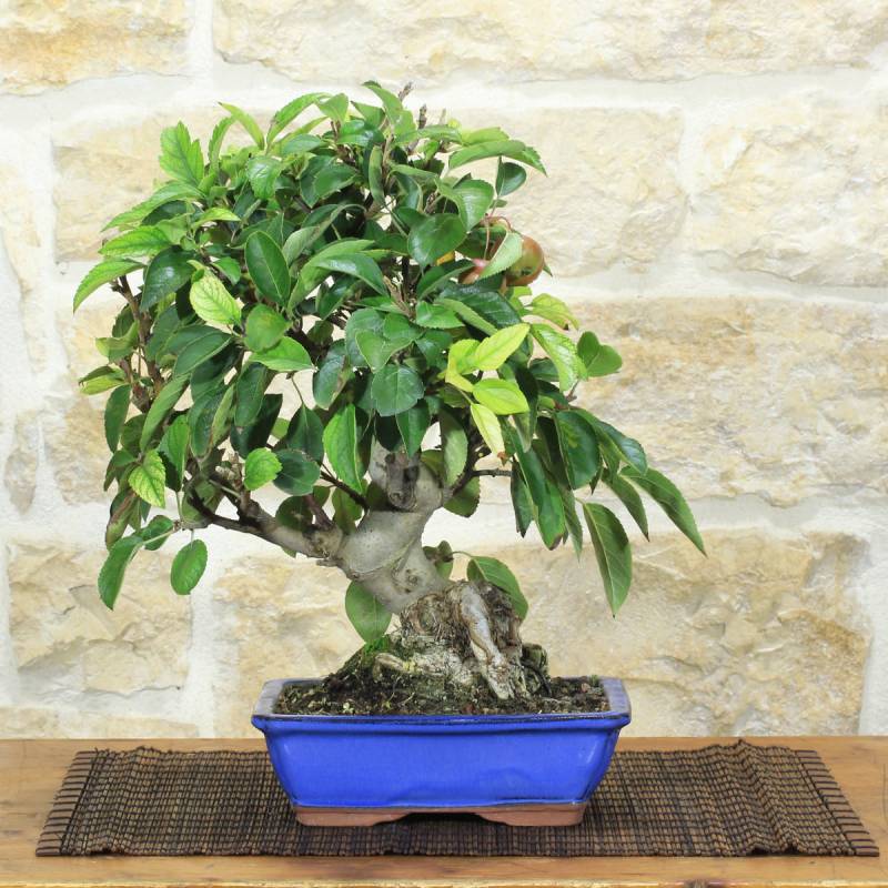 Blühender Apfel-Bonsai, Pflanze H. 33 cm – Pollice Verde