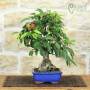 Blühender Apfel-Bonsai, Pflanze H. 33 cm – Pollice Verde