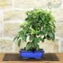 Blühender Apfel-Bonsai, Pflanze H. 33 cm – Pollice Verde