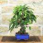 Blühender Apfel-Bonsai, Pflanze H. 33 cm – Pollice Verde