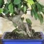 Blühender Apfel-Bonsai, Pflanze H. 33 cm – Pollice Verde