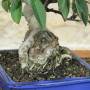 Blühender Apfel-Bonsai, Pflanze H. 33 cm – Pollice Verde