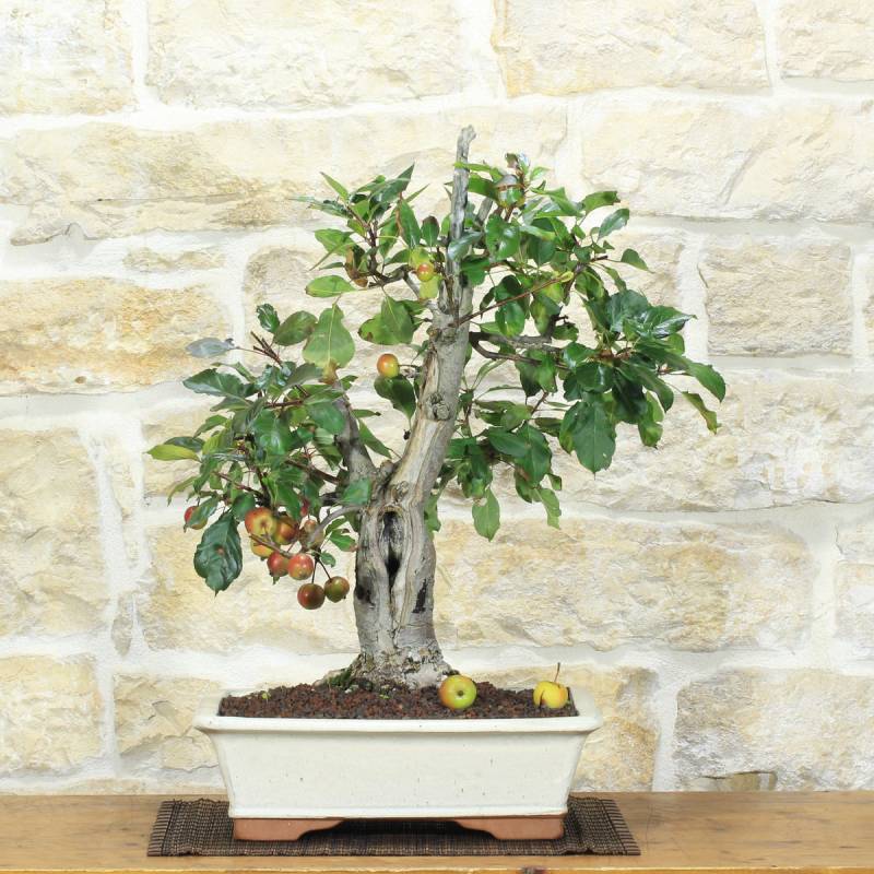 Bonsai pommier à fleurs, plante h.54 cm – Pollice Verde