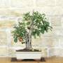 Bonsai pommier à fleurs, plante h.54 cm – Pollice Verde