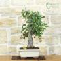 Bonsai pommier à fleurs, plante h.54 cm – Pollice Verde