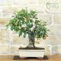 Bonsai pommier à fleurs, plante h.54 cm – Pollice Verde