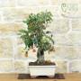 Bonsai pommier à fleurs, plante h.54 cm – Pollice Verde