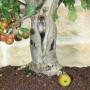 Bonsai pommier à fleurs, plante h.54 cm – Pollice Verde