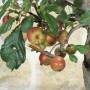 Bonsai pommier à fleurs, plante h.54 cm – Pollice Verde
