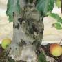 Bonsai pommier à fleurs, plante h.54 cm – Pollice Verde