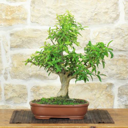 Bonsai Melograno Nejikan 25 anni – Pollice Verde Store