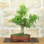 Bonsai Melograno Nejikan 25 anni – Pollice Verde Store