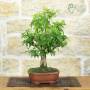 Bonsai Melograno Nejikan 25 anni – Pollice Verde Store