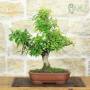 Bonsai Melograno Nejikan 25 anni – Pollice Verde Store