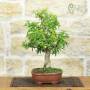 Bonsai Melograno Nejikan 25 anni – Pollice Verde Store