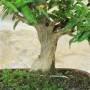 Bonsai Melograno Nejikan 25 anni – Pollice Verde Store