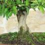 Bonsai Melograno Nejikan 25 anni – Pollice Verde Store