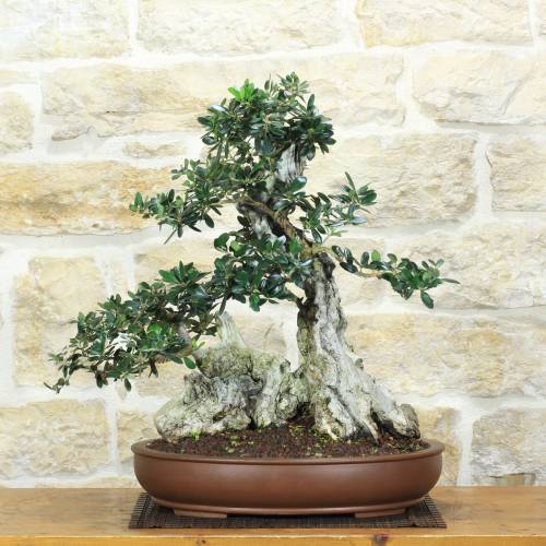 Wildolive-Bonsai ueber 50 Jahre, Pflanze H. 55 cm