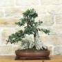 Wildolive-Bonsai ueber 50 Jahre, Pflanze H. 55 cm