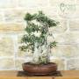 Wildolive-Bonsai ueber 50 Jahre, Pflanze H. 55 cm