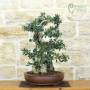 Wildolive-Bonsai ueber 50 Jahre, Pflanze H. 55 cm
