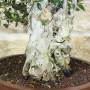 Wildolive-Bonsai ueber 50 Jahre, Pflanze H. 55 cm