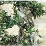 Wildolive-Bonsai ueber 50 Jahre, Pflanze H. 55 cm