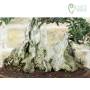 Wildolive-Bonsai ueber 50 Jahre, Pflanze H. 55 cm
