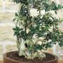Wildolive-Bonsai ueber 50 Jahre, Pflanze H. 55 cm