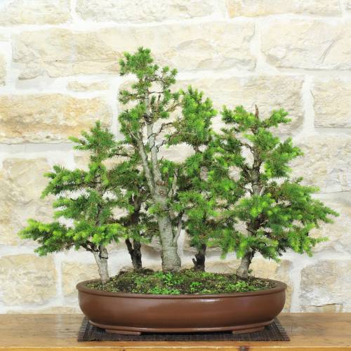 Bonsai Boschetto Abete Picea, pianta h.51cm – Pollice Verde
