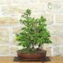 Bonsai Boschetto Abete Picea, pianta h.51cm – Pollice Verde