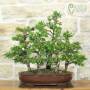 Bonsai Boschetto Abete Picea, pianta h.51cm – Pollice Verde