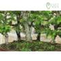 Bonsai Boschetto Abete Picea, pianta h.51cm – Pollice Verde