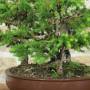 Bonsai Boschetto Abete Picea, pianta h.51cm – Pollice Verde