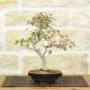 Bonsai Acero Palmato Yamamomiji | pianta h.31cm – PVS
