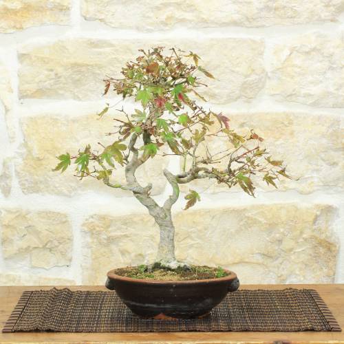 Bonsai Acero Palmato Yamamomiji | pianta h.31cm – PVS