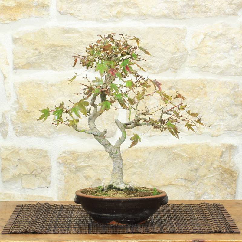 Bonsai Acero Palmato Yamamomiji | pianta h.31cm – PVS
