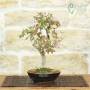 Bonsai Acero Palmato Yamamomiji | pianta h.31cm – PVS