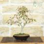 Bonsai Acero Palmato Yamamomiji | pianta h.31cm – PVS