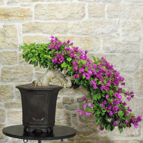 Bonsai Bougainvillea semicascata h.35cm – Pollice Verde