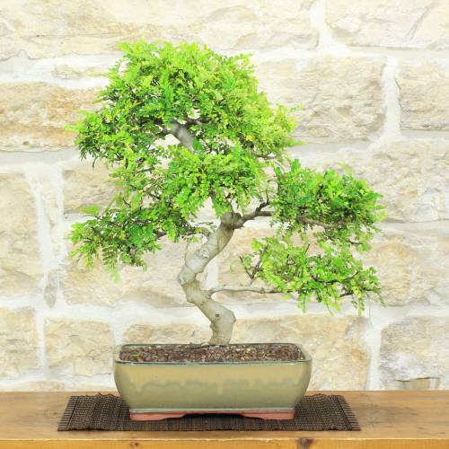 Bonsai Pepe Giapponese h.48cm | Pollice Verde Store
